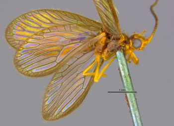 Media type: image;   Entomology 11918 Aspect: habitus lateral view